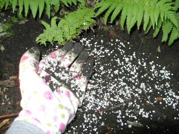 Осенняя подкормка – удобрение и улучшение почвы