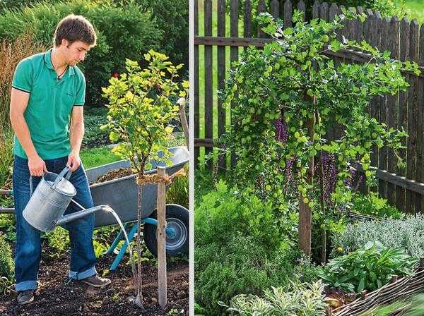 Ягодные кусты летом: секреты хорошего урожая