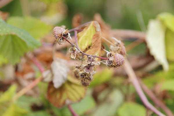 Фитофтора клубники и малины: причины, профилактика, фото