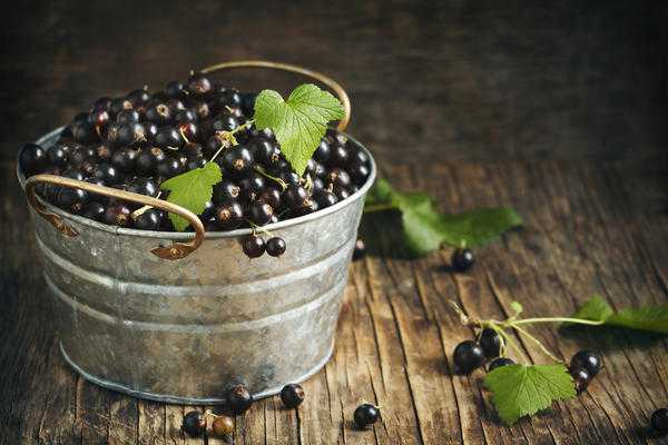 Смородина и крыжовник: советы по выращиванию Николай Курдюмов.