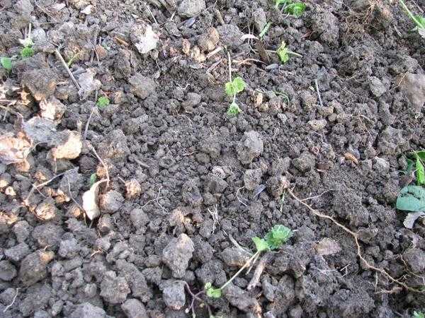 Посадка цветущих растений в открытом грунте: общие правила