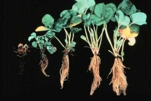 Вилт клубники и малины, вызванный вертициллезом: профилактика, диагностика и лечение.