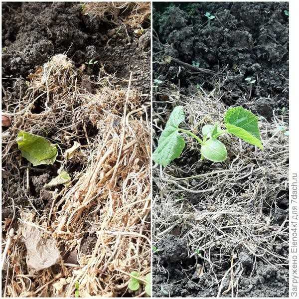 Дерзайте молодцы - 'Матвейка' F1, огурец!