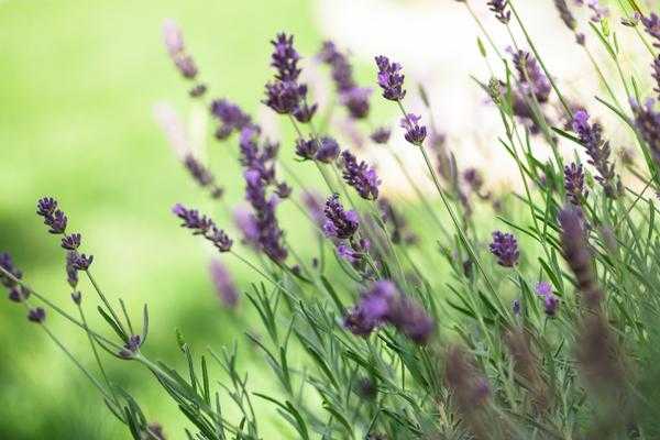 8 цветущих растений, посеянных на рассаду в феврале.