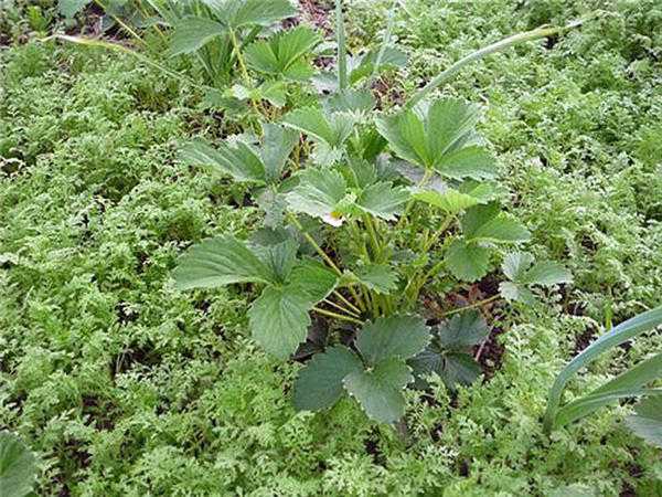 Фитофтора клубники и малины: причины, профилактика, фото