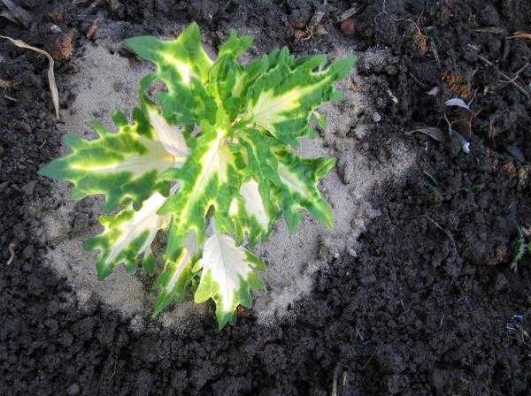 Посадка цветников в открытом грунте: общие правила