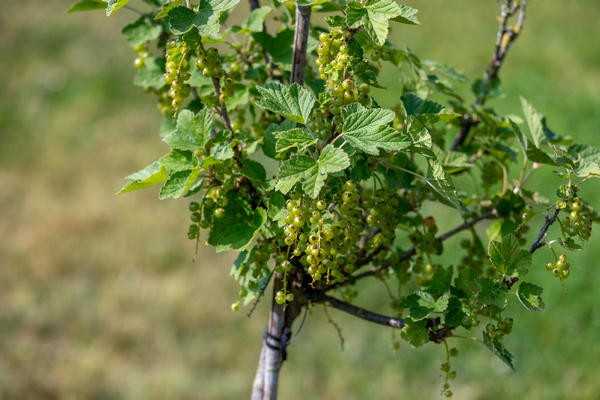 Смородина штамбовая: как правильно ее вырастить