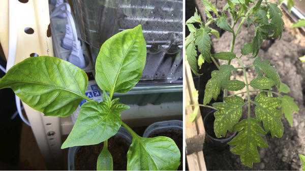 Как по листьям определить, чего не хватает саженцу?