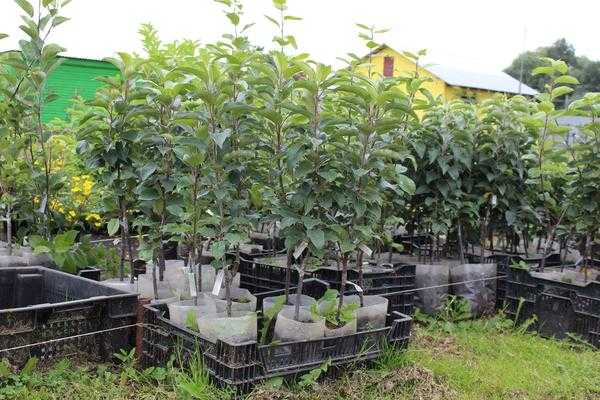 Саженцы плодовых деревьев - как выбрать сорт для вашего сада