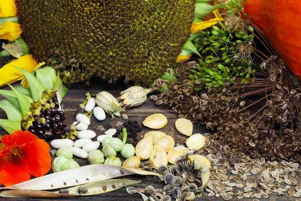 5 правил сбора и хранения семян