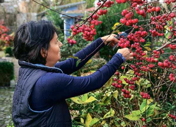Деревья и кустарники с великолепными плодами: осенние жемчужины для вашего сада
