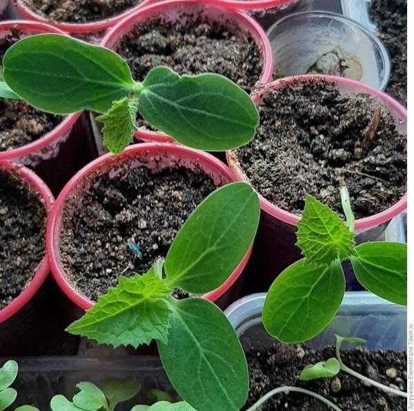 Дерзайте молодцы - 'Матвейка' F1, огурец!