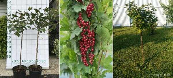 Обрезка плодовых деревьев: термины, правила и инструменты