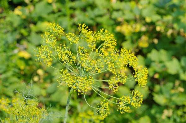 Ваши семена: выращивайте, собирайте, сохраняйте