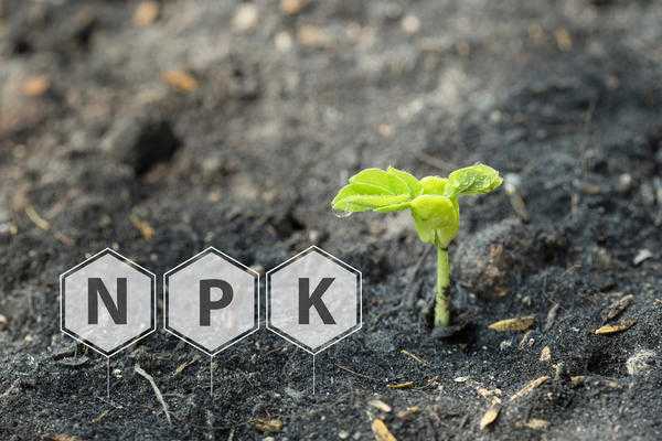 Как по листьям определить, чего не хватает вашим растениям?