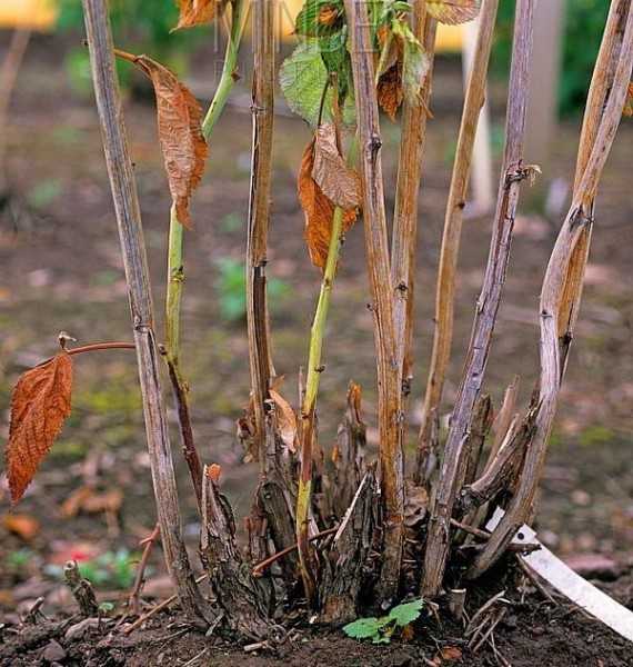 Фитофтора клубники и малины: причины, профилактика, фото