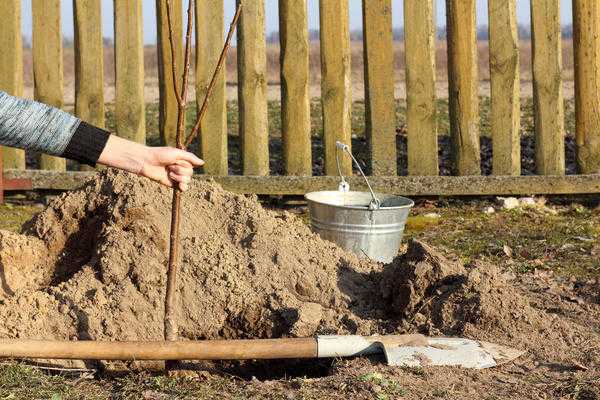 Создание фруктового сада: выбор и посадка