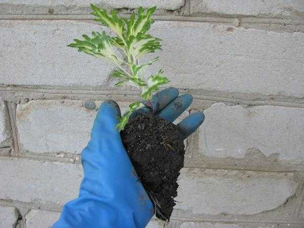 Посадка цветущих растений в открытом грунте: общие правила