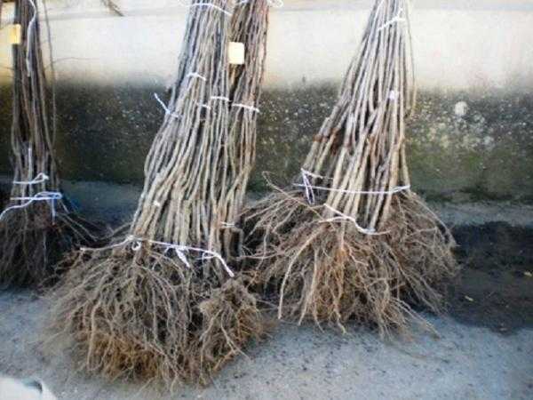 Выбор растений и посадка плодовых деревьев - общие рекомендации