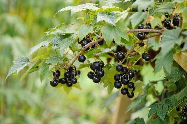 Смородина и крыжовник: советы по выращиванию Николай Курдюмов