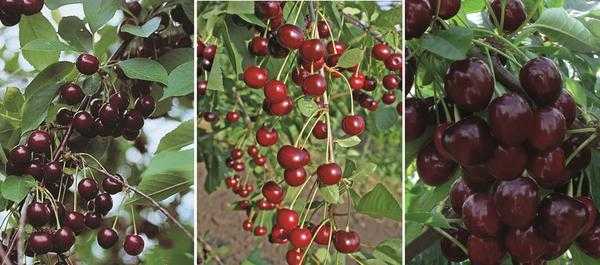 Создание фруктового сада: выбор и посадка