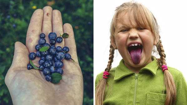 Голубика или голубика? Как отличить два растения