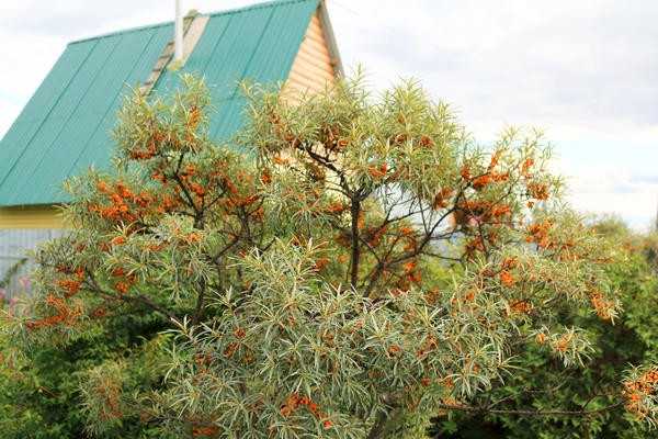 Кустарники, которым нужна осенняя обрезка. Практические советы