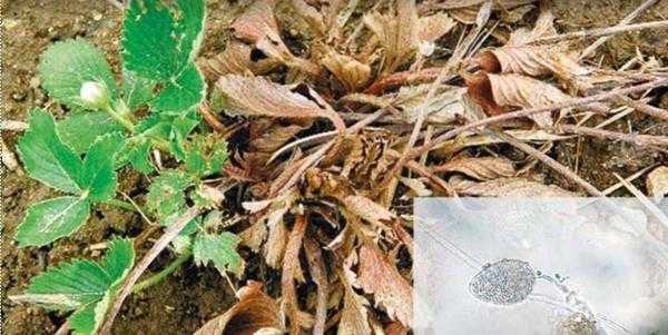 Фитофтора клубники и малины: причины, профилактика, фото