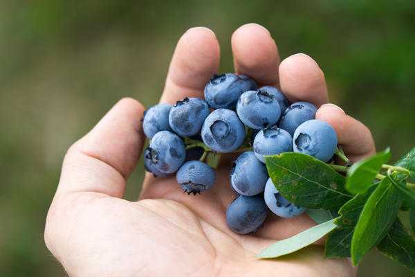 Правильные условия для голубики: почва и удобрения