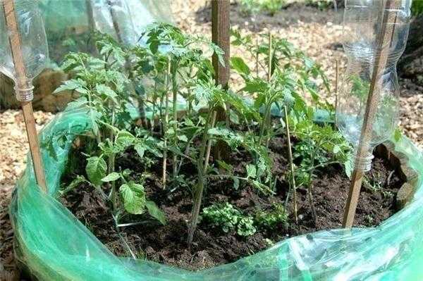 Интересные дизайны клумб