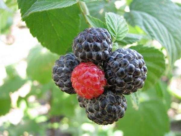 Черная малина Камберленд: преимущества и недостатки сорта