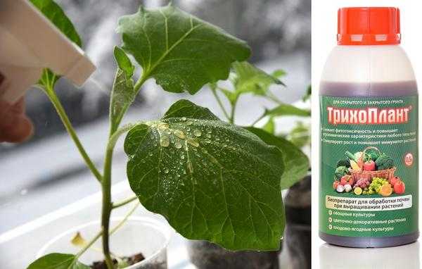 5 проблем с прорастанием семян после пересадки: как помочь растениям