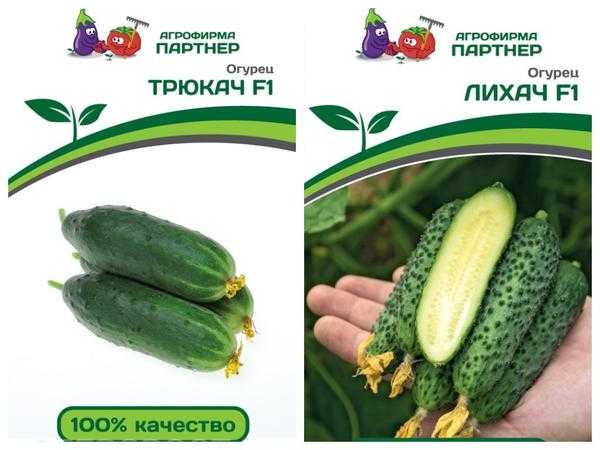 До весны еще далеко: 10 сортов огурцов для подоконника.