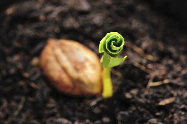 Семена: как провести предпосевную обработку семян