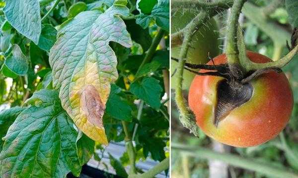 Посадка рассады в грунт и теплицу: как подготовить растения и почву