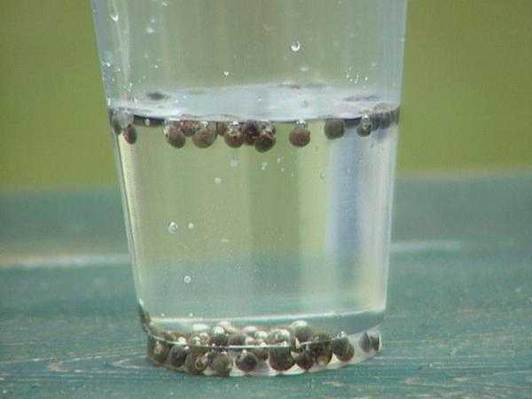 Семена: как подготовить семена перед посевом