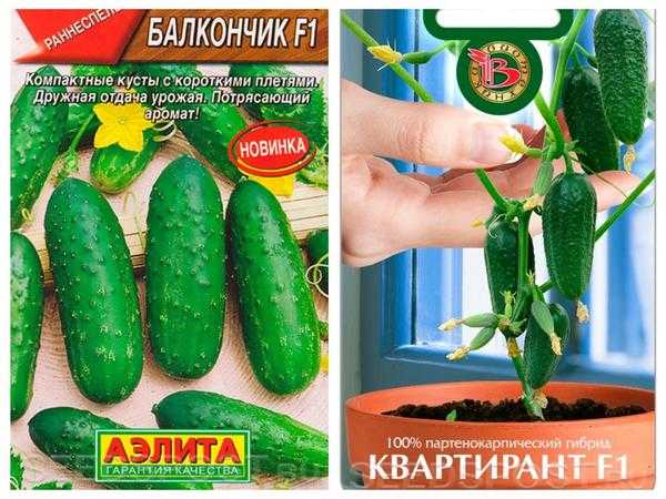 До весны еще далеко: 10 сортов огурцов для подоконника