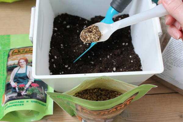 Посадка рассады в грунт и теплицу: как подготовить растения и почву