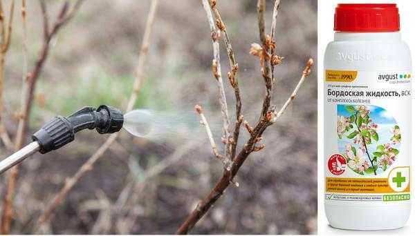 Болезни смородины - 6 серьезных инфекций, методы профилактики и борьбы с ними