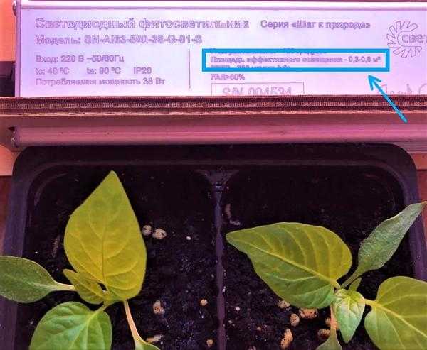 Овощной сад на окне - что нужно для выращивания овощей и зелени в домашних условиях