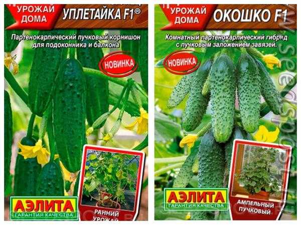 Долгий путь до весны: 10 сортов огурцов для выращивания на подоконнике