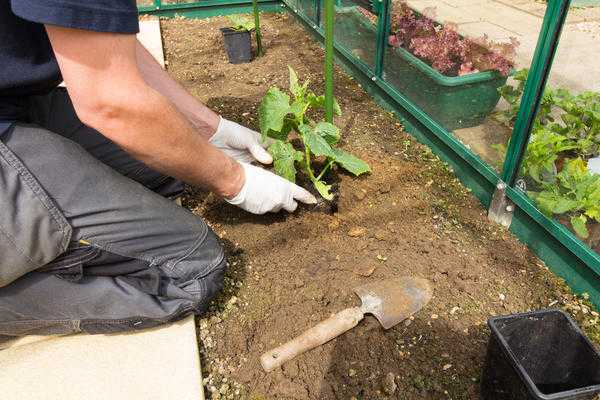 Автоматическая вентиляция теплиц. Какие есть варианты?