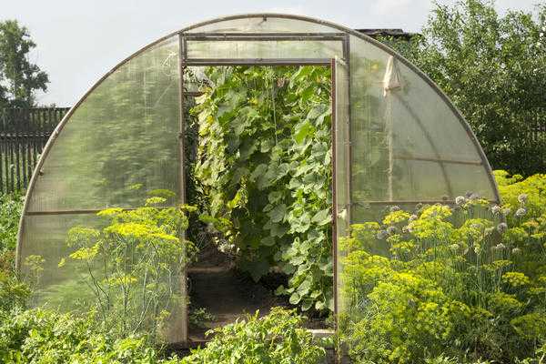 Автоматическая вентиляция теплиц. Какие есть варианты?