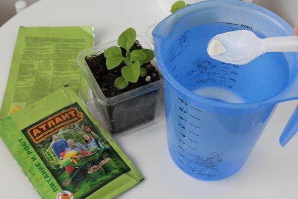 Посадка рассады в грунт и теплицу: как подготовить растения и почву