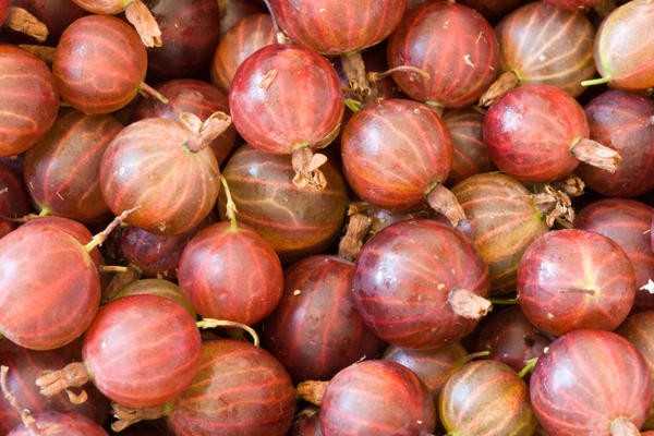 Крыжовник: особенности посадки и ухода, виды крыжовника