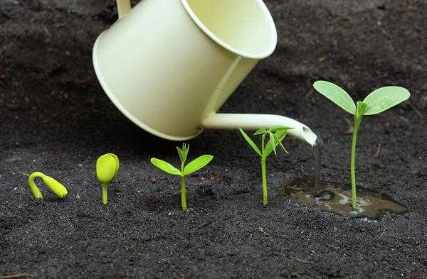 Как поливать домашний огород