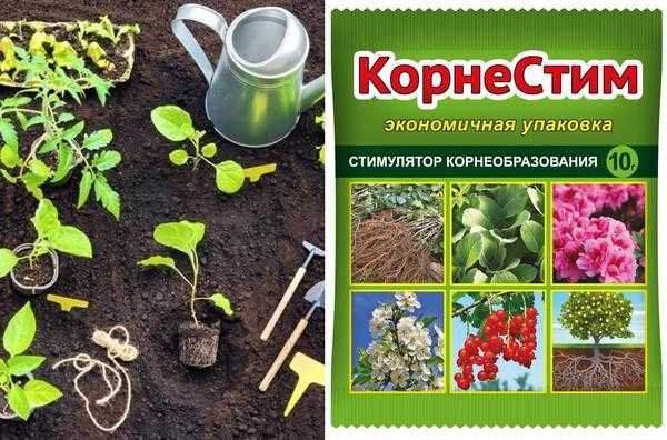 Что необходимо иметь под рукой при посадке рассады. Аптечка первой помощи для рассады