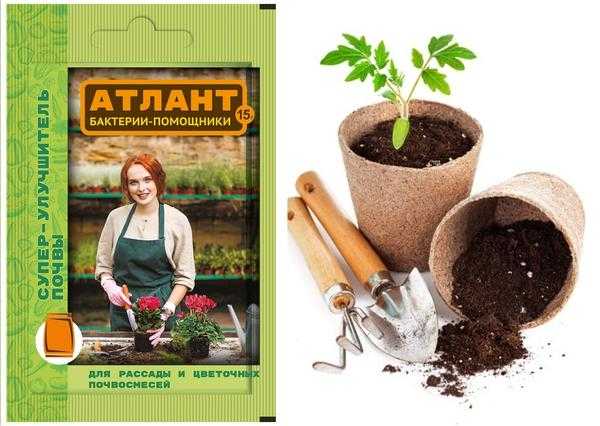 Что необходимо иметь под рукой при высадке рассады. Аптечка первой помощи для рассады