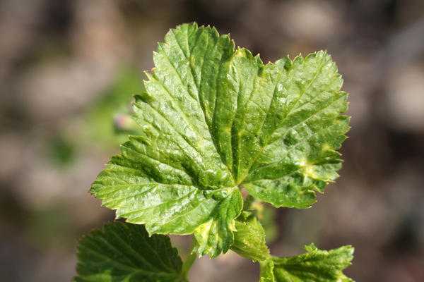 Болезни смородины - 6 серьезных инфекций, методы профилактики и борьбы с ними