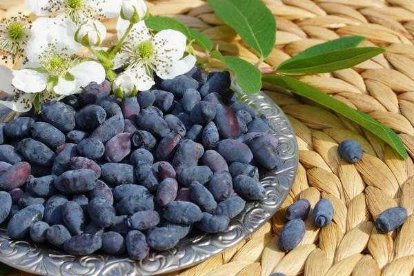 Жимолость: выбор саженцев, советы по посадке и уходу